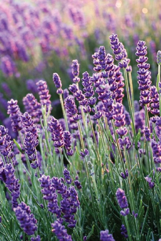 VELVET LAVENDER SEEDLING <BR> شتلات اللافندر المخملي