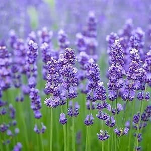 AMETHYST LAVENDER SEEDLING <br> شتلات أميثيست لافندر