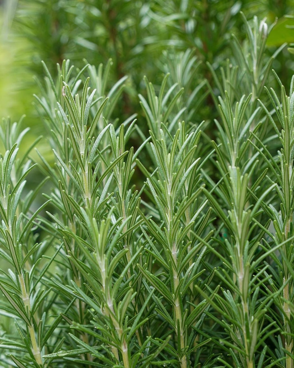 ORGANIC ROSEMARY SEEDLING <br>شتلات الروزماري العضوية
