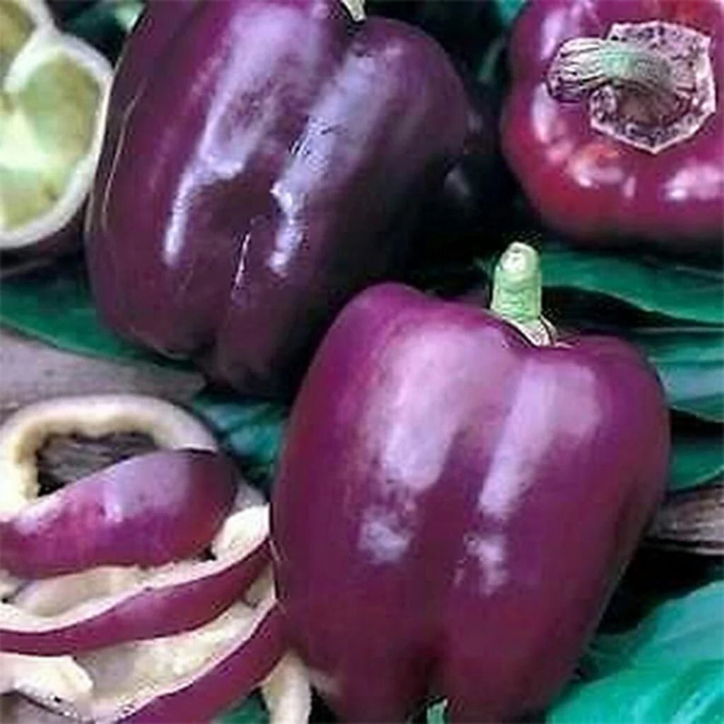 ORGANIC PURPLE BEAUTY CAPSICUM SEEDLING <br> شتلات الفليفلة البنفسجية العضوية