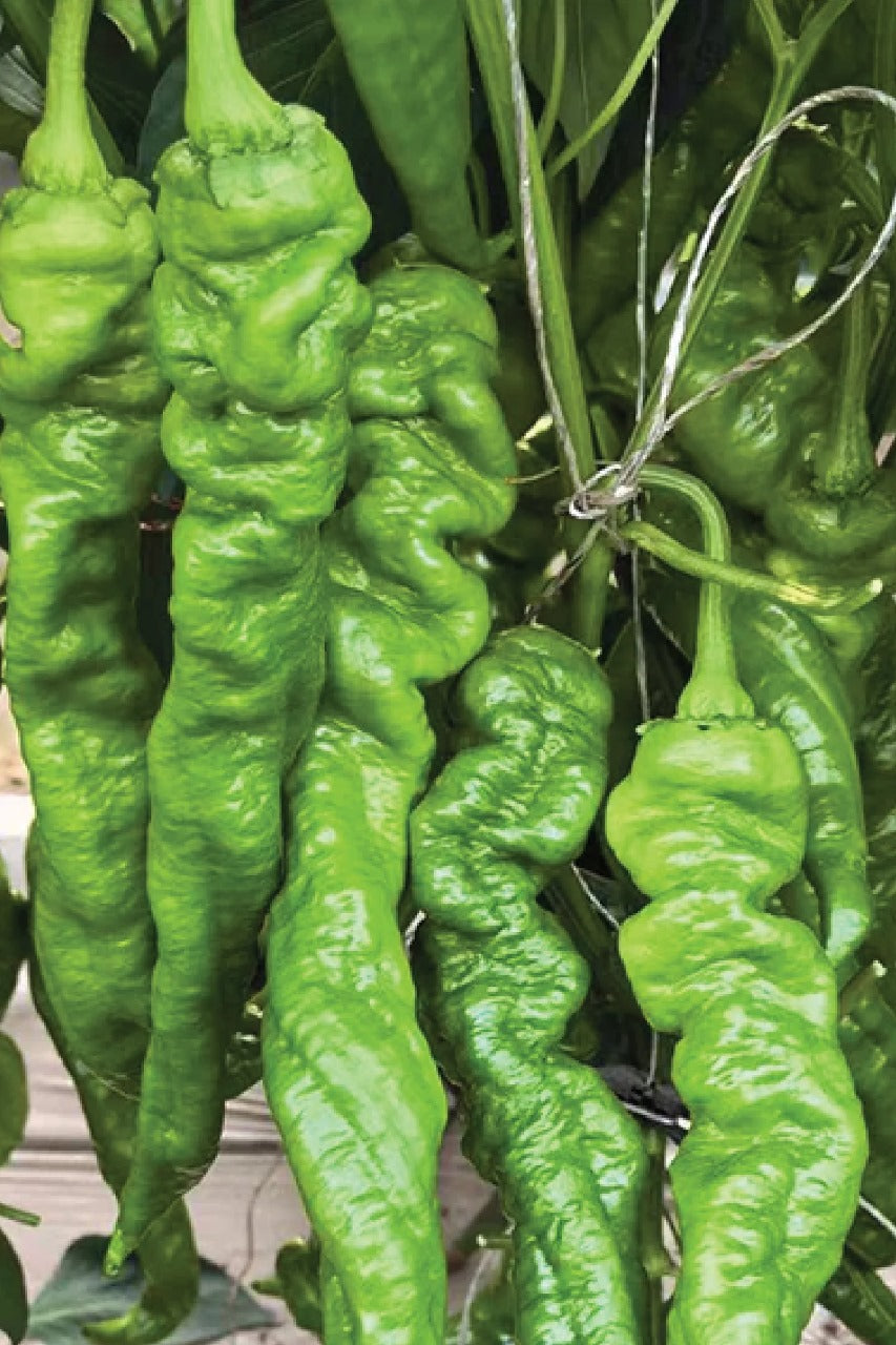ORGANIC SPICY SPIRAL CHILI SEEDLING <br> شتلات فلفل سبايرال الحار العضوية