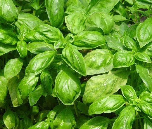 ORGANIC SWEET BASIL SEEDLING <br>شتلات سویت الريحان العضوية