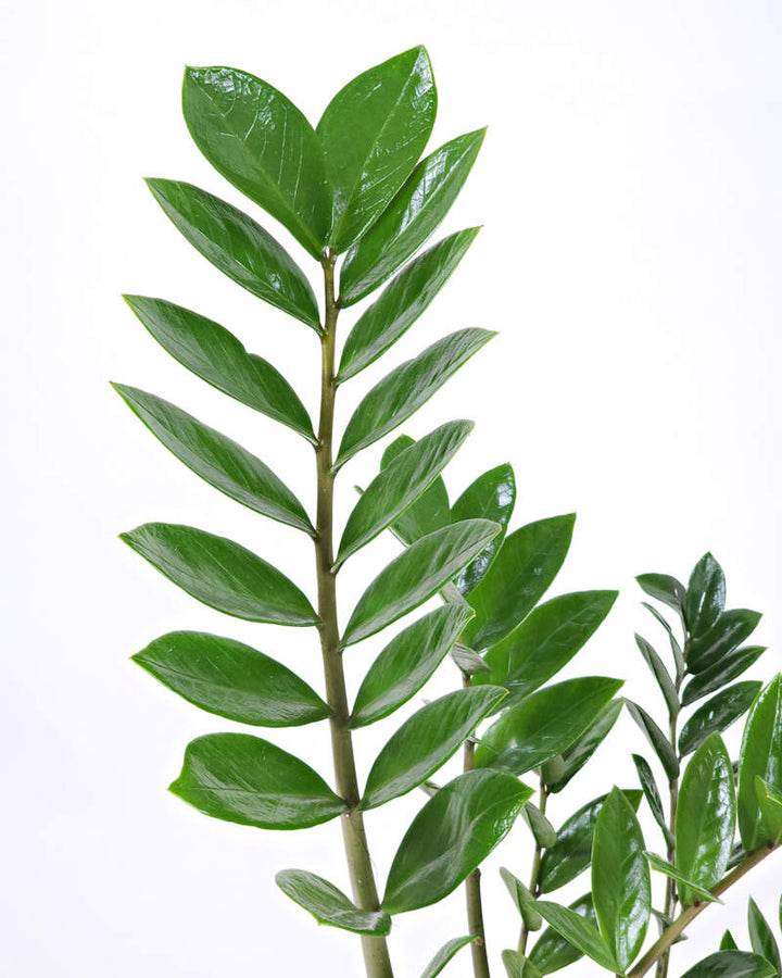 ZZ PLANT (ZAMIOCULCAS ZAMIIFOLIA)