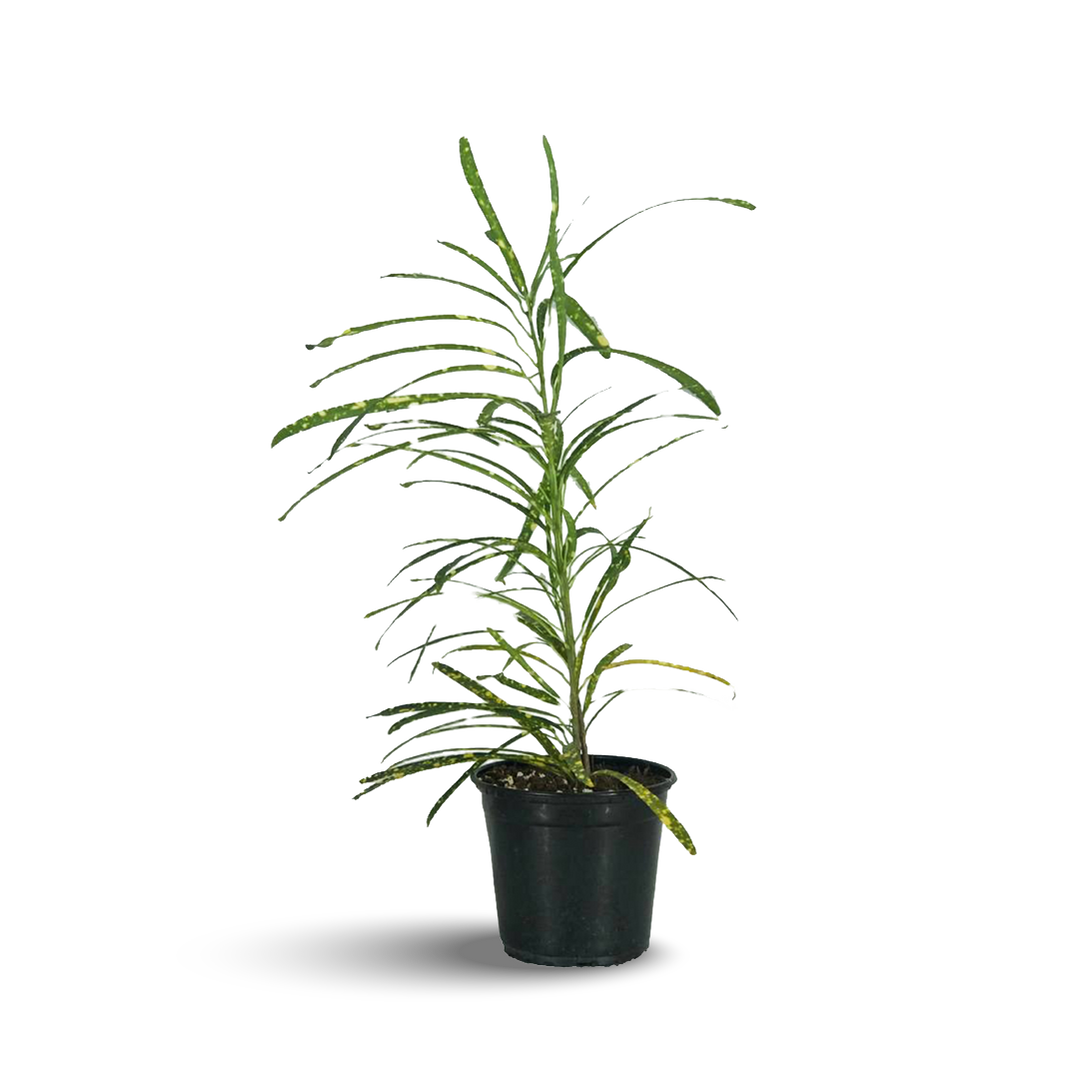 Croton Live Plant