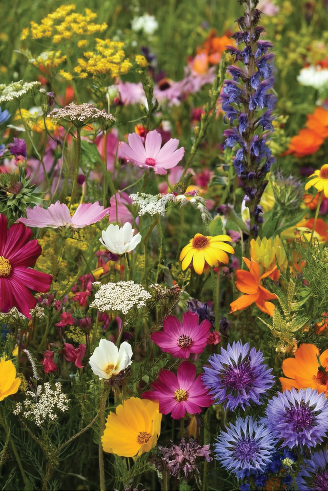 WILDFLOWER BLEND SEEDS <br> بذور الزهور البرية