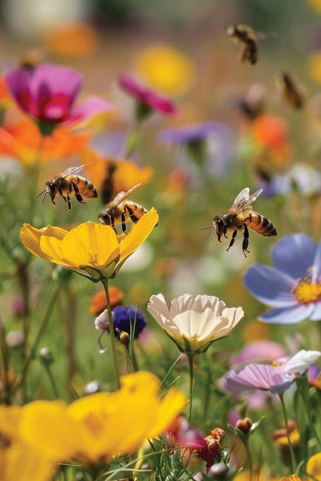 WILDFLOWER POLLINATOR SEEDS <br> بذور زهور جاذبة للملقحات