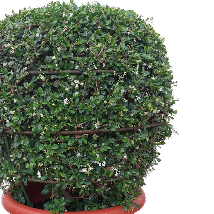 Ehretia Ball Plant