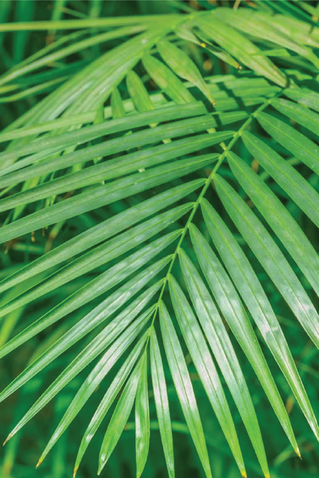 ARECA PALM PLANT