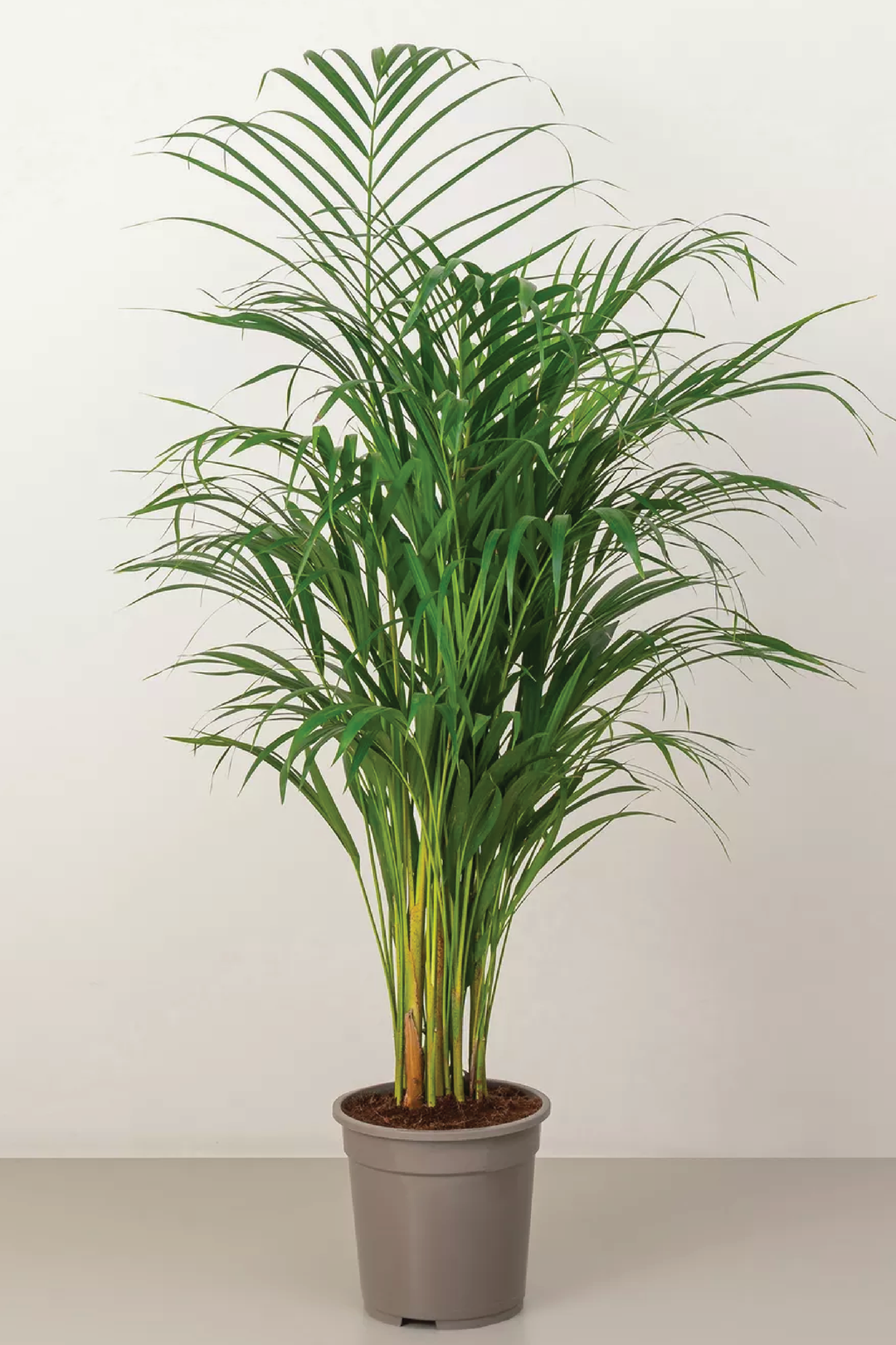 ARECA PALM PLANT