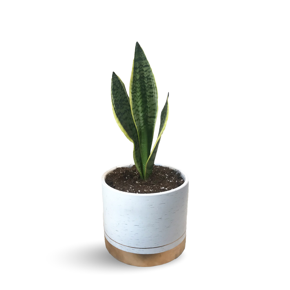 SNAKE PLANTS FOR SALE 'MOTHER IN LAW PLANT'