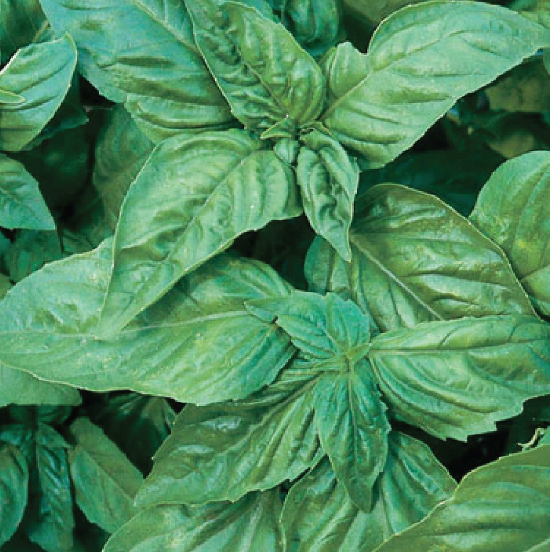 ITALIAN BASIL SEEDS<br> بذور الريحان الايطالي