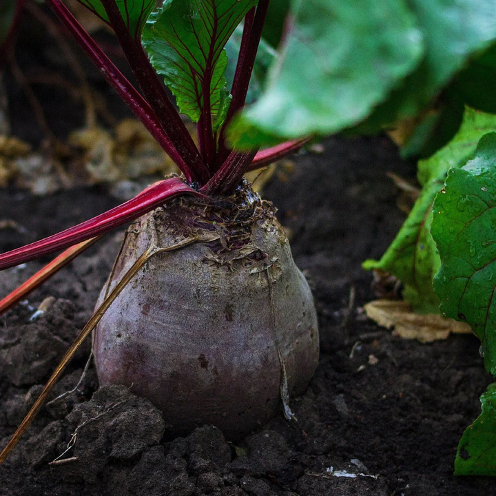 DETROIT BEETROOT SEEDS<br> بذور الشمندر ديترويت