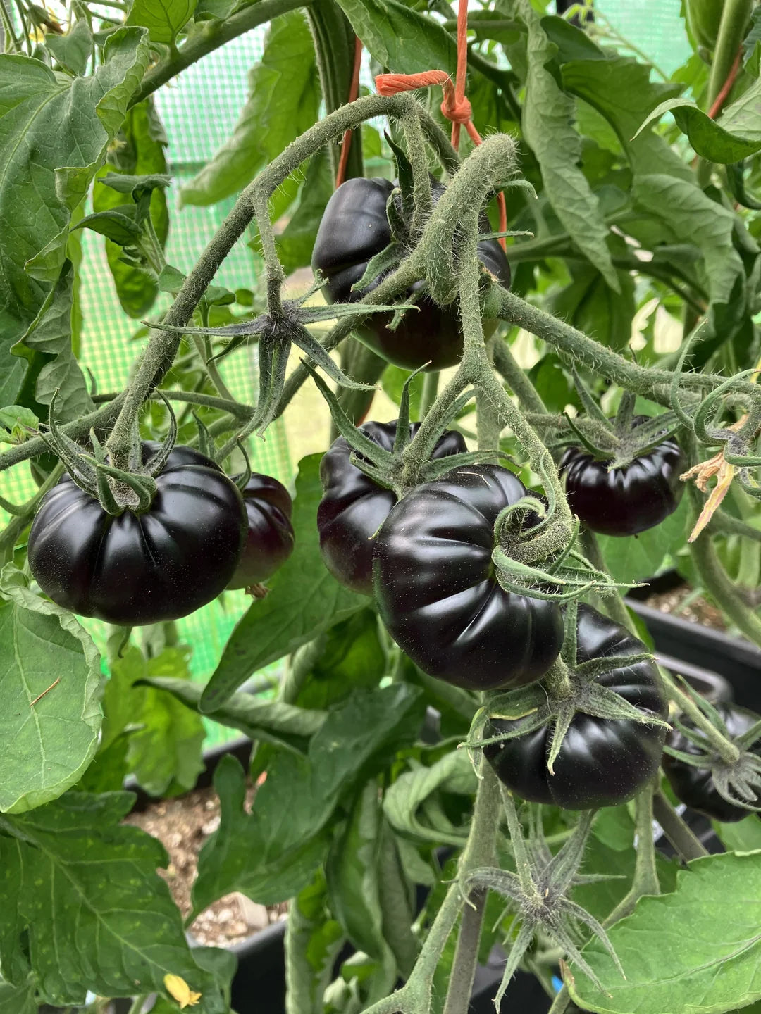 ORGANIC TOMATO BLACK BEAUTY SEEDLINGS<BR>شتلات الطماطم العضوية بلاك بيوتي