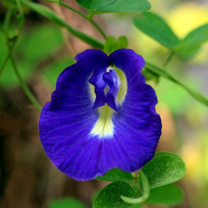 BLUE TEA SEEDS<br> بذور الشاي الأزرق