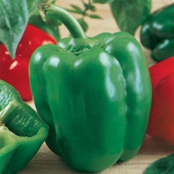 ORGANIC CALIFORNIA WONDER GREEN PEPPER SEEDLING <br>شتلات فليفلة كاليفورنيا ووندر العضوية