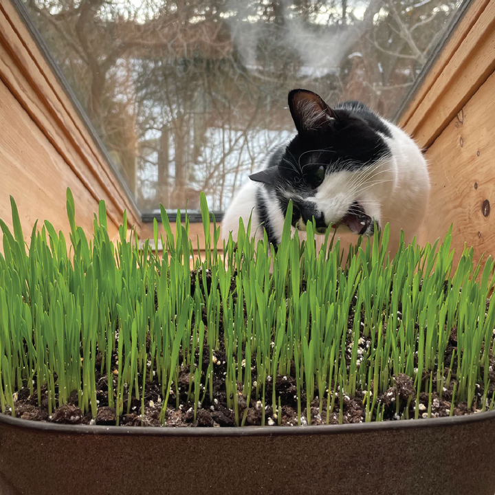 CAT GRASS SEEDS<br> بذور عشب القطط
