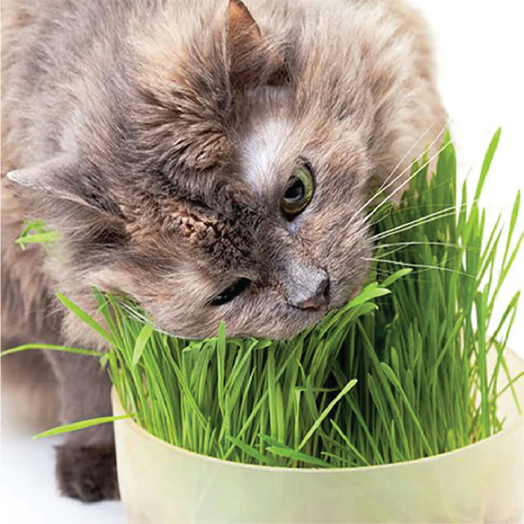 CAT GRASS SEEDS<br> بذور عشب القطط