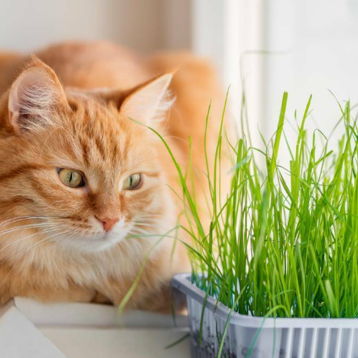 CAT GRASS SEEDS<br> بذور عشب القطط