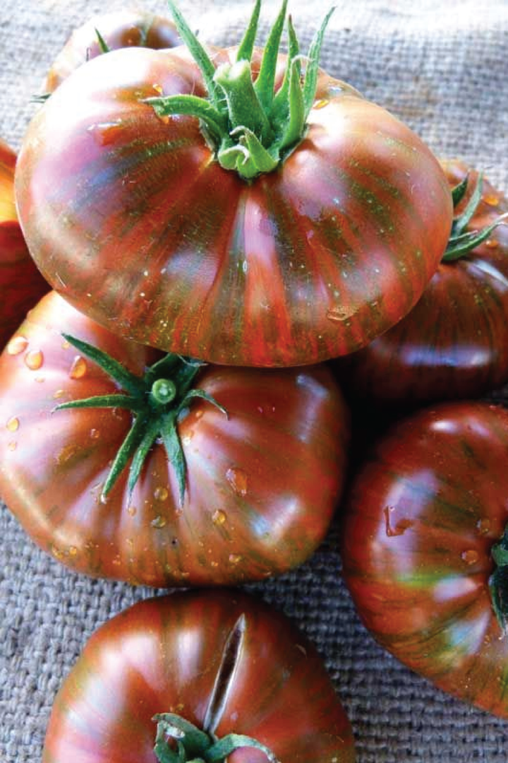 ORGANIC CHOCOLATE STRIPES TOMATO SEEDLING <br>شتلات الطماطم العضوية شوكليت سترايب