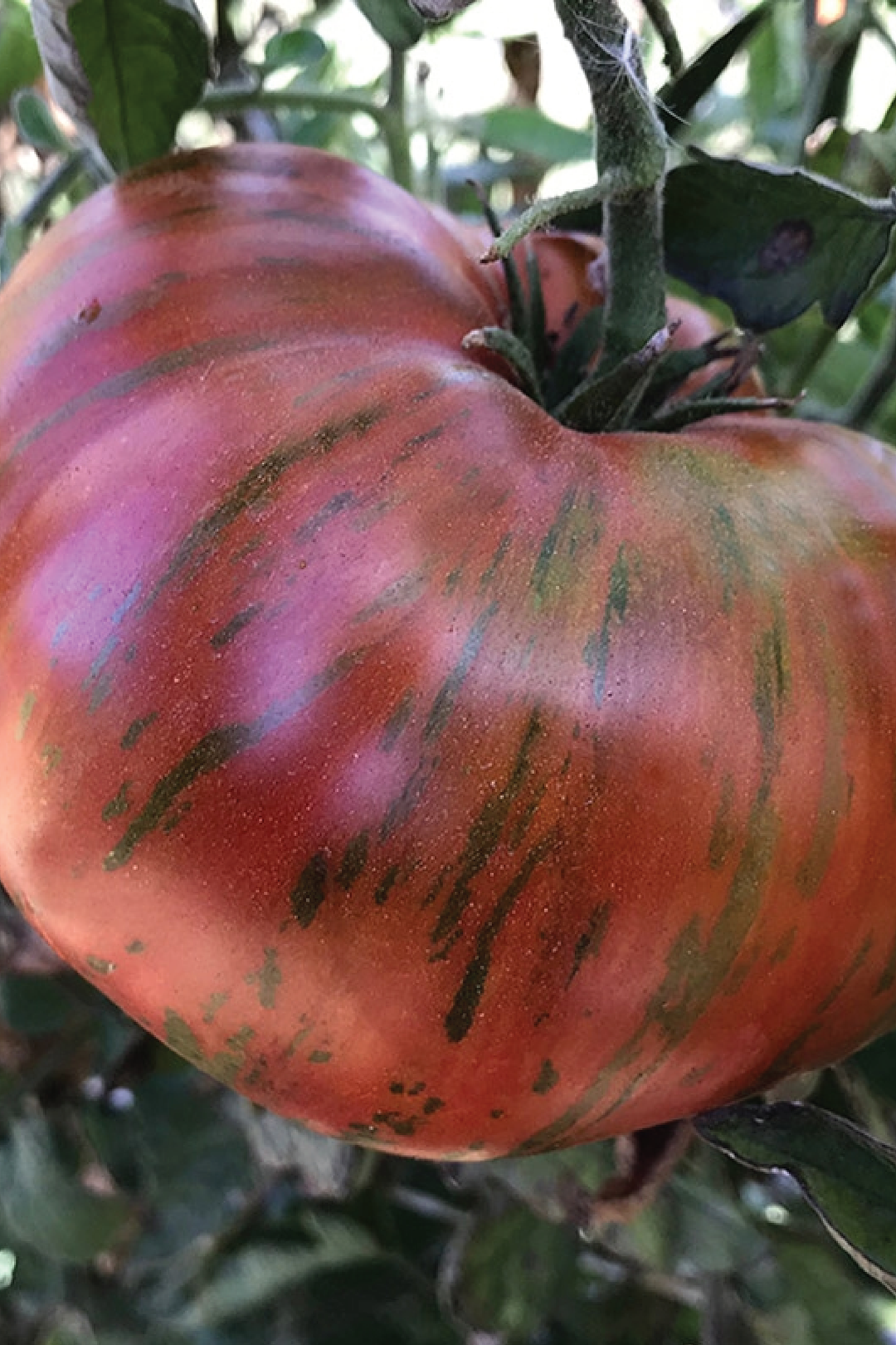 ORGANIC CHOCOLATE STRIPES TOMATO SEEDLING <br>شتلات الطماطم العضوية شوكليت سترايب