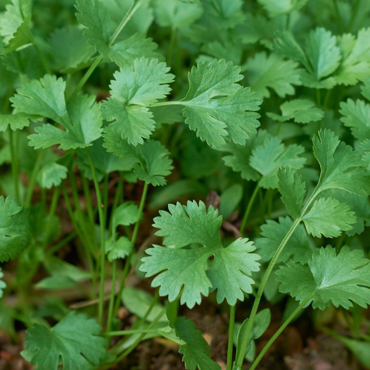 CORIANDER SEEDS<br> بذور الكزبرة