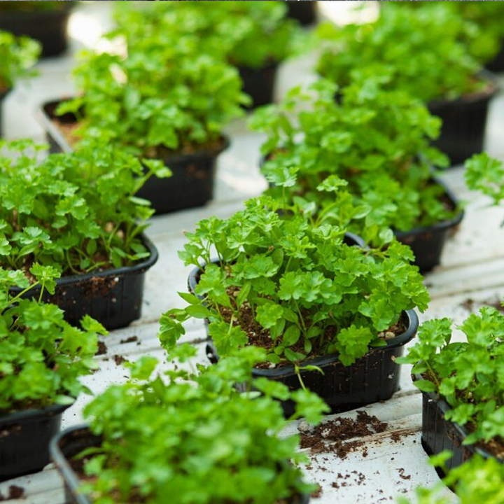 CORIANDER SEEDS<br> بذور الكزبرة