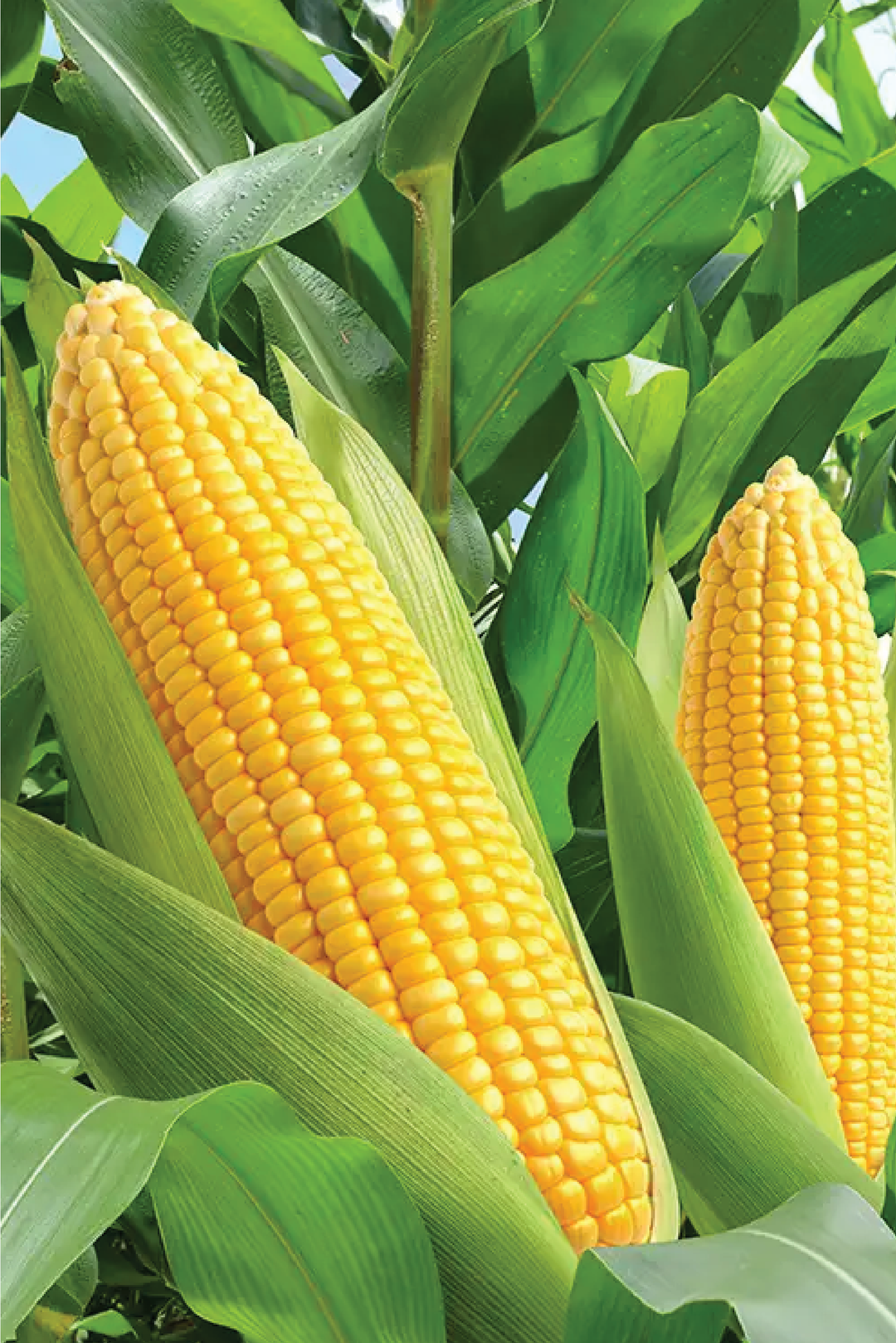 CORN SEEDS <br>بذور الذرة