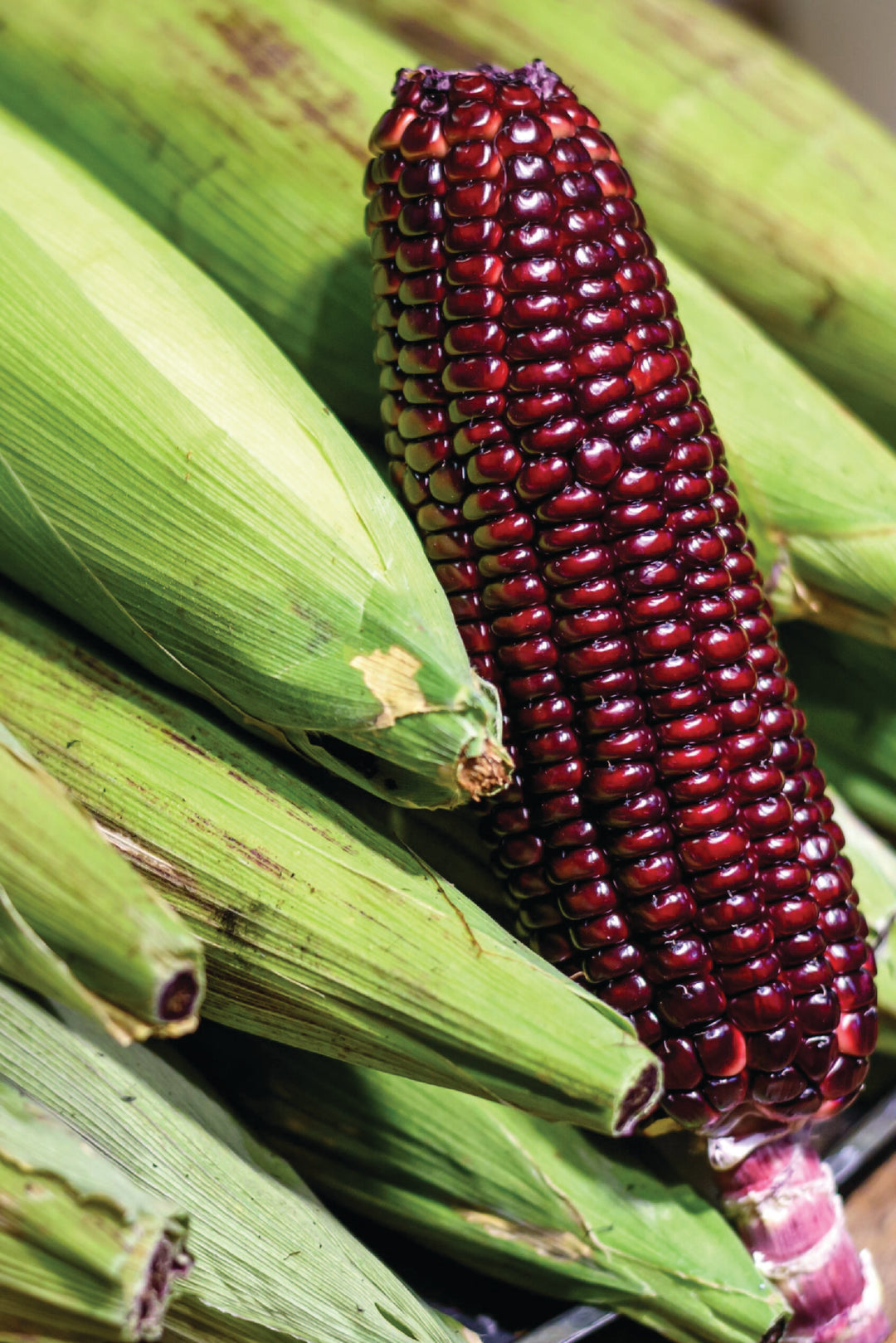 RED AMISH CORN SEEDS <br> بذور ذرة الأميش الحمراء