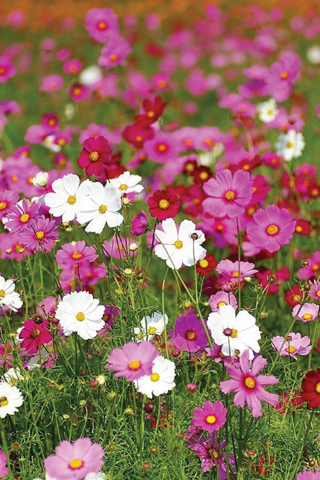 MIX COSMOS SEEDLING <br> شتلات زهور الكوزموس المتنوعة