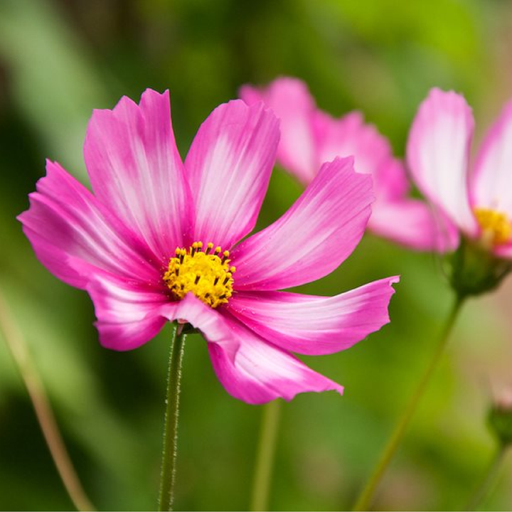 COSMOS SEEDS<br> بذور زهور الكوزموس