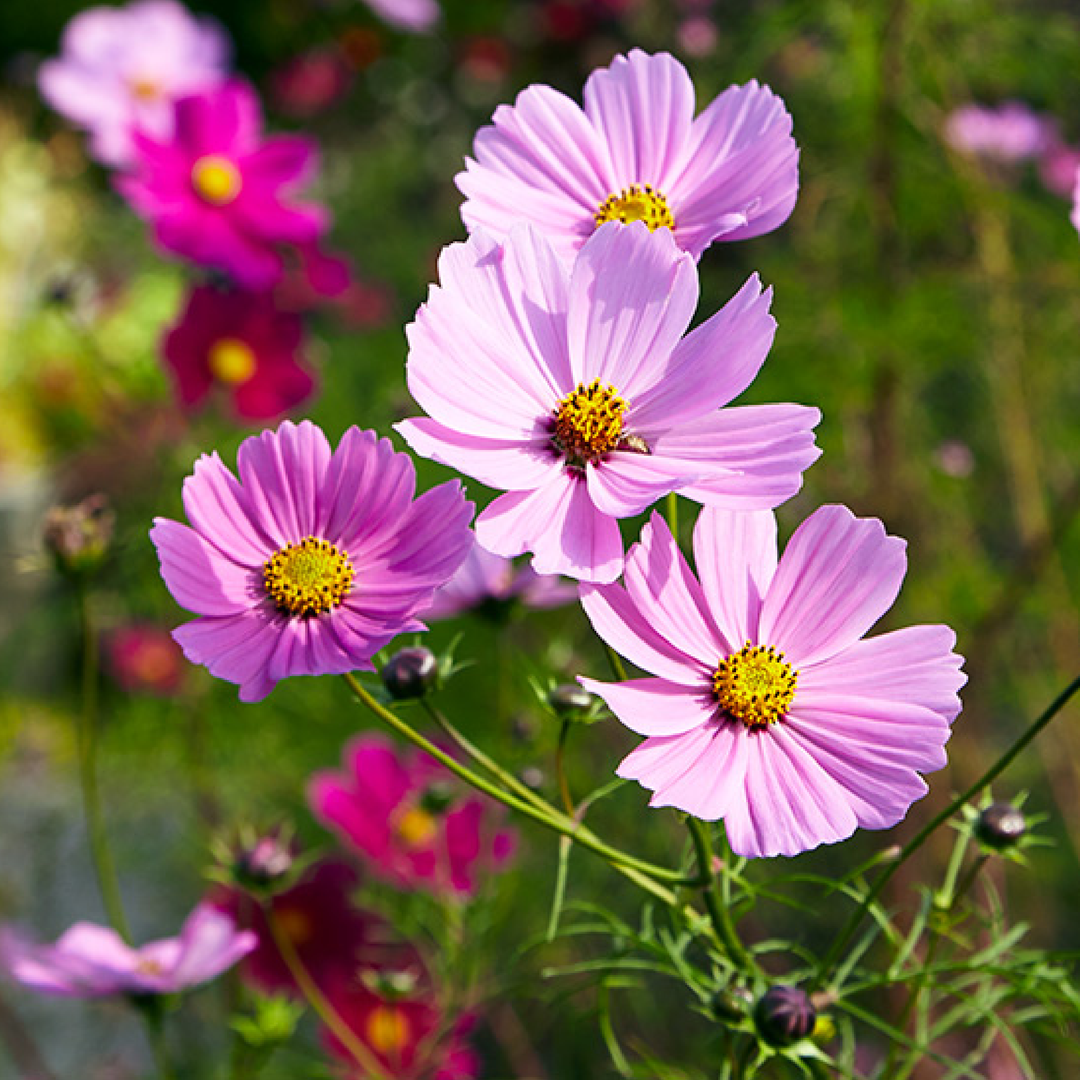 COSMOS SEEDS<br> بذور زهور الكوزموس