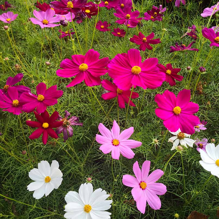 COSMOS SEEDS<br> بذور زهور الكوزموس