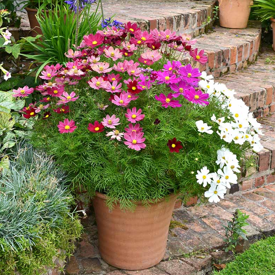 COSMOS SEEDS<br> بذور زهور الكوزموس