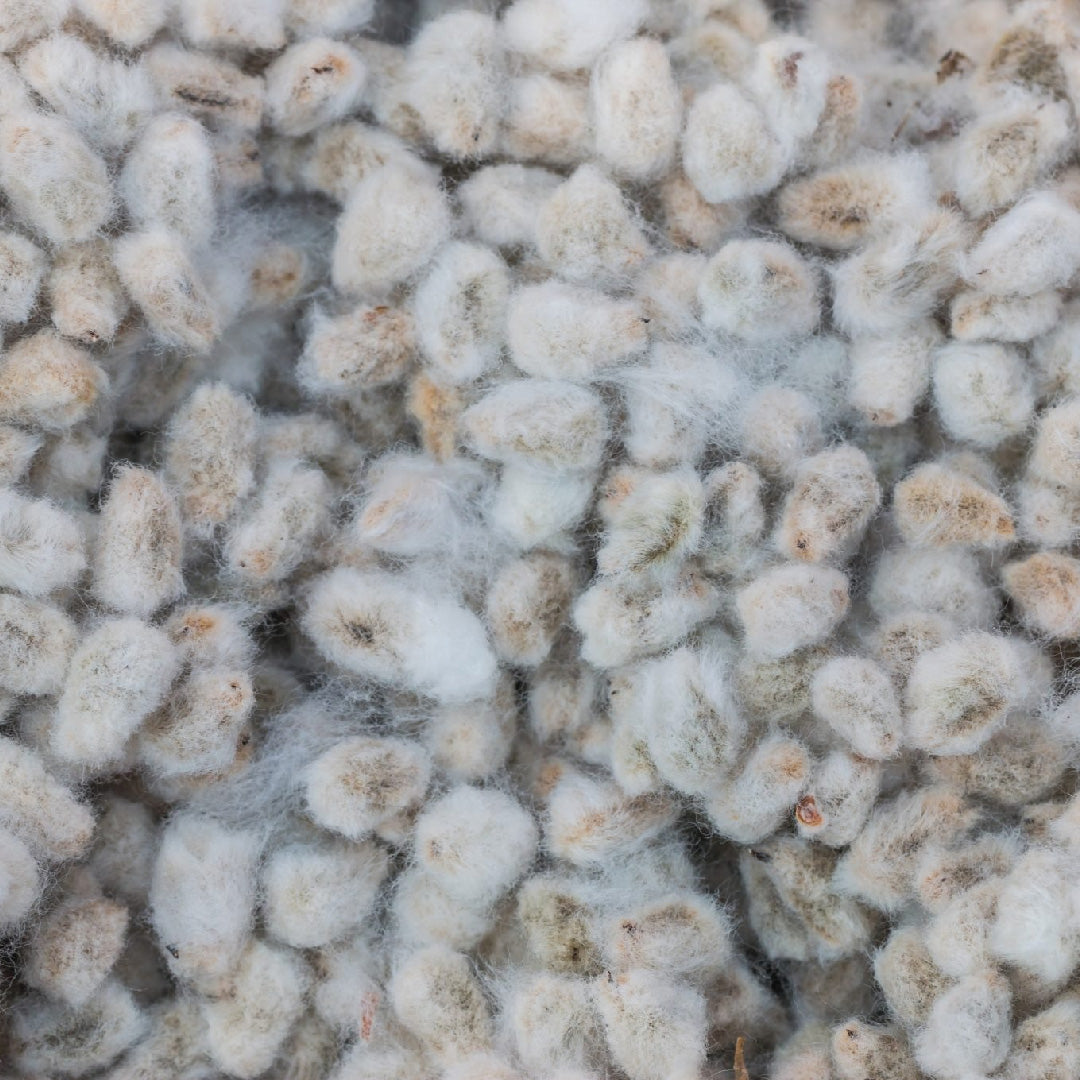 COTTON SEEDS <br>بذور القطن