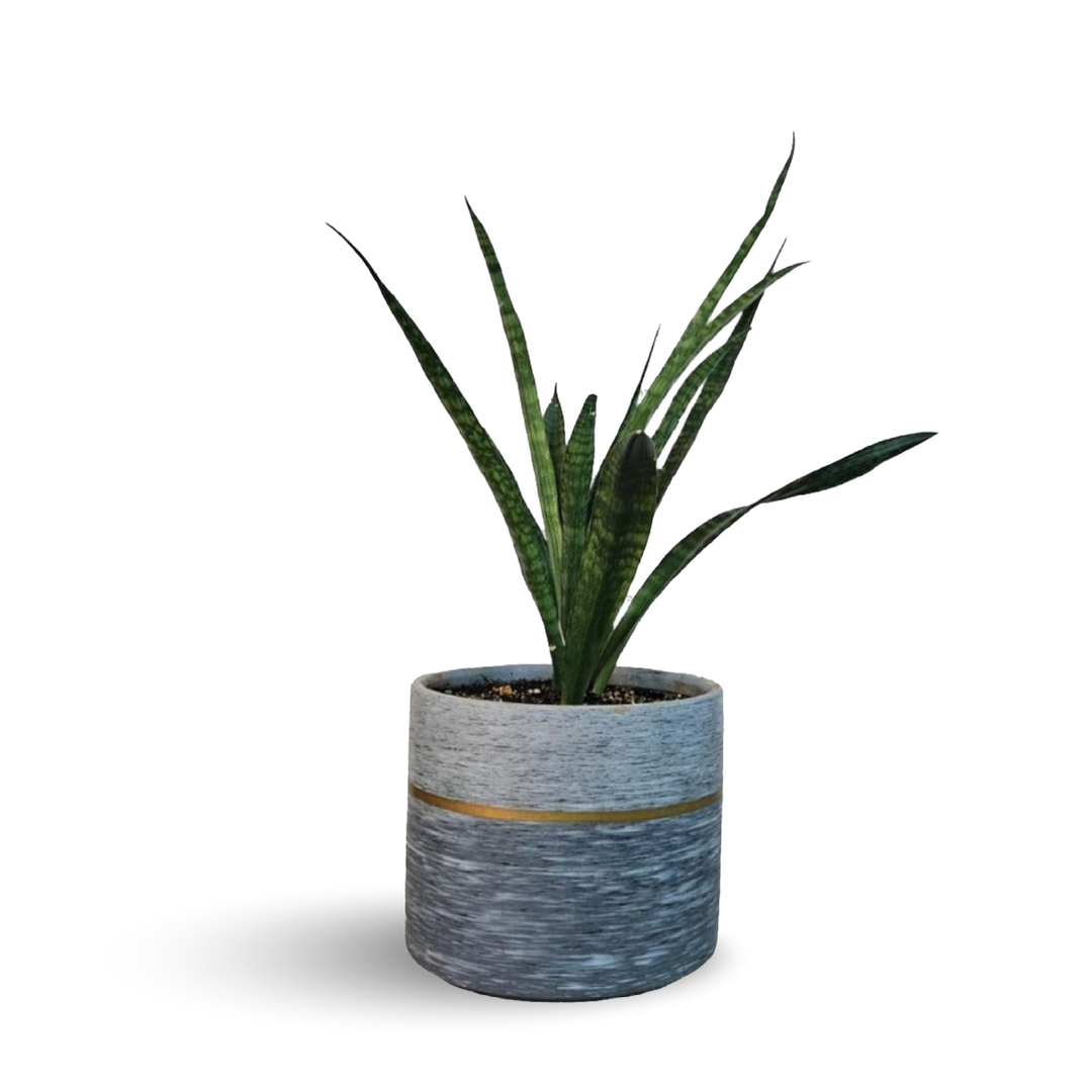 SNAKE PLANT OR SANSEVIERIA PLANT