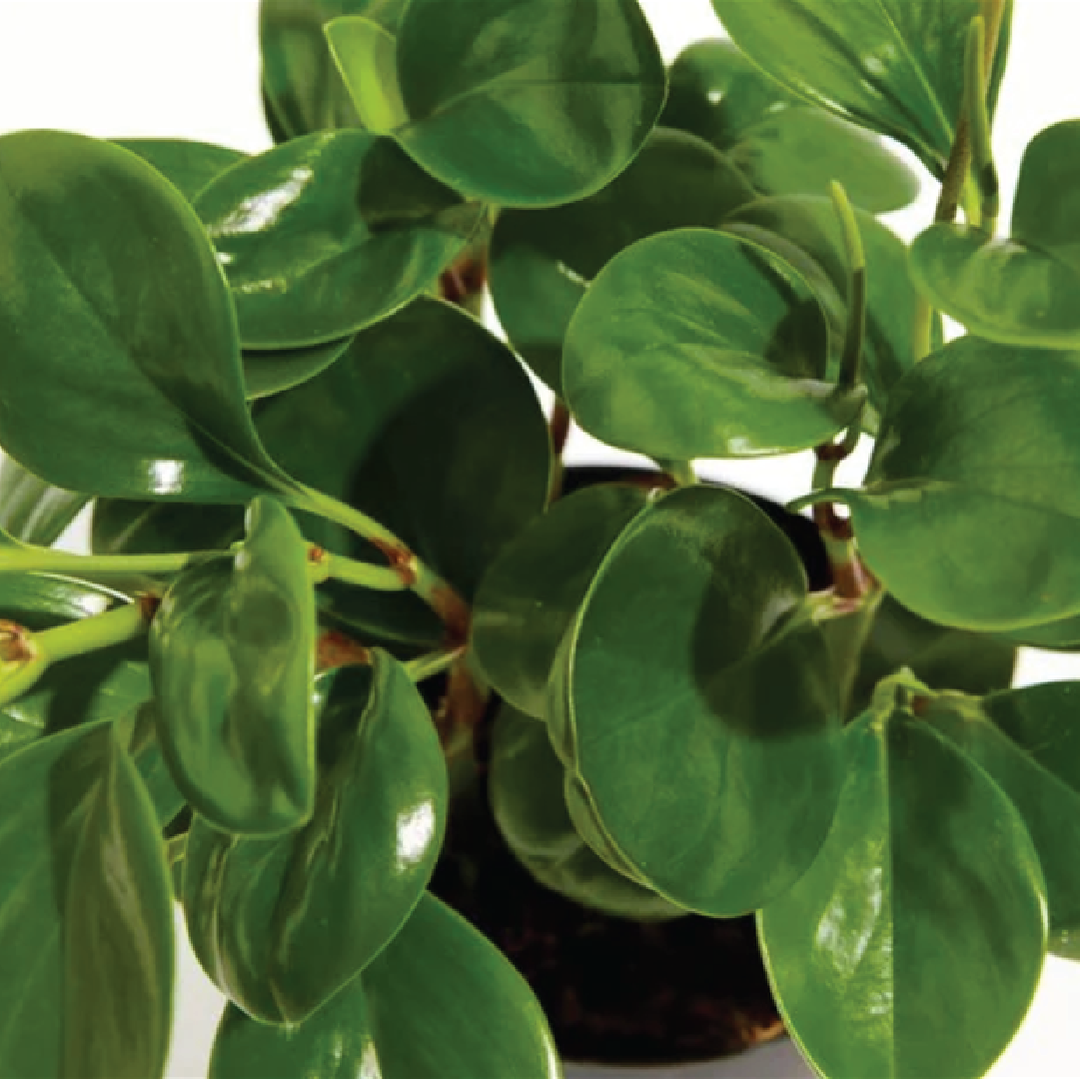 PEPEROMIA (BABY RUBBER) BUY PLANTS ONLINE