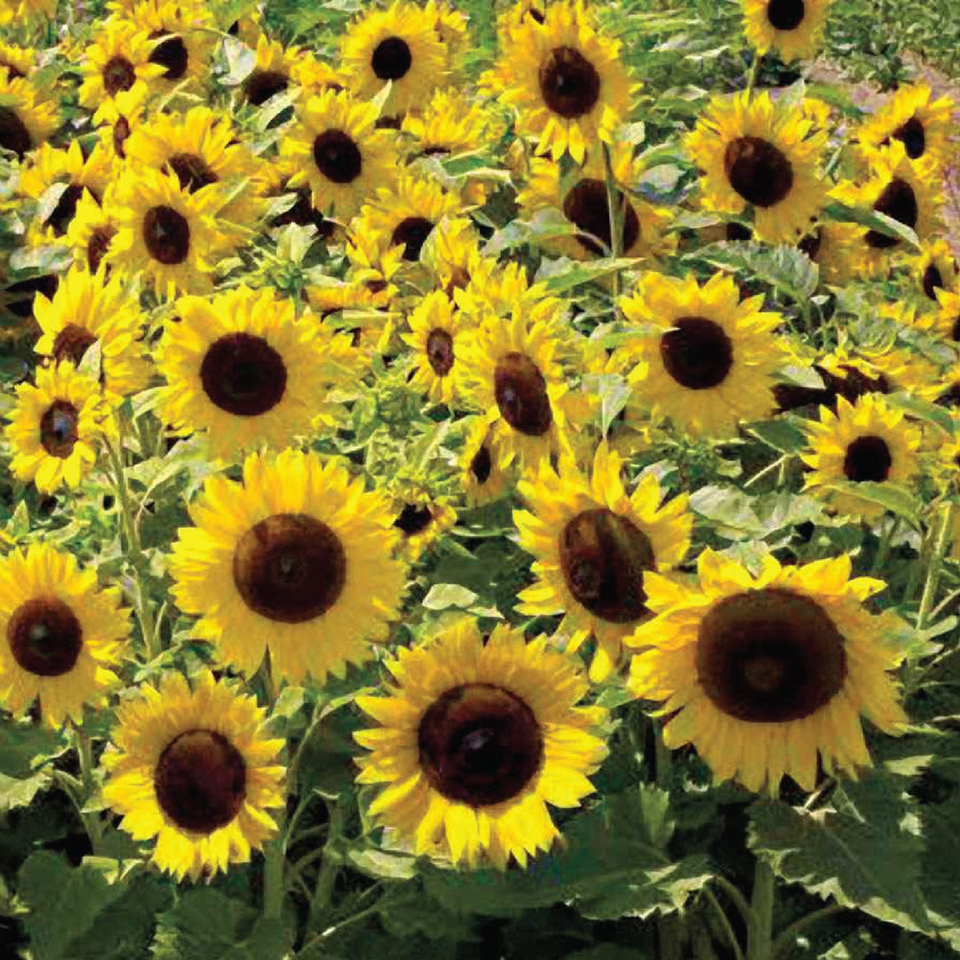 DWARF SUNFLOWER SEEDS<br> دوار الشمس القزمي