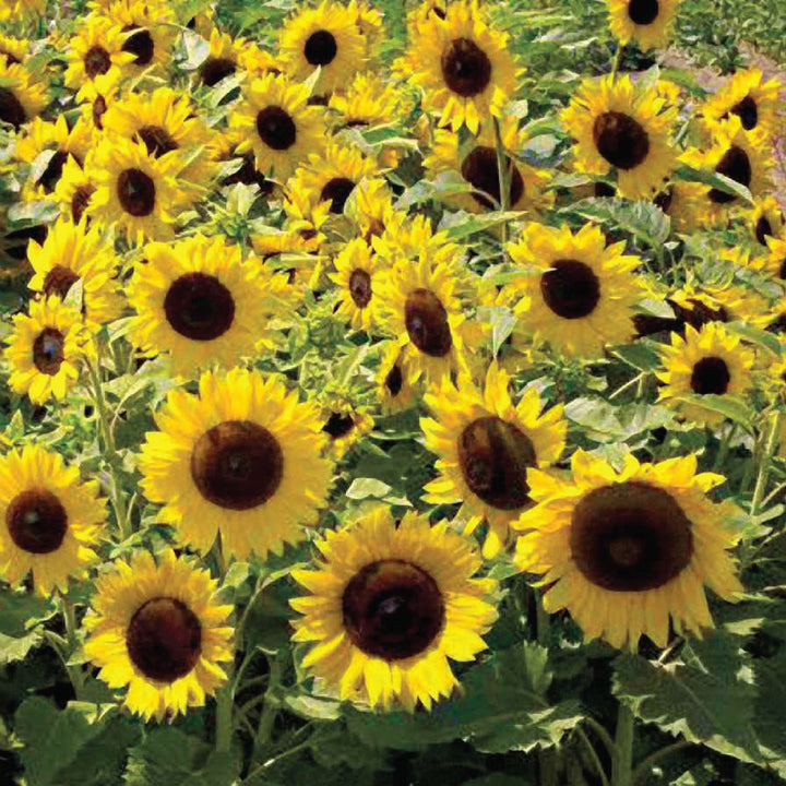 DWARF SUNFLOWER SEEDS<br> دوار الشمس القزمي