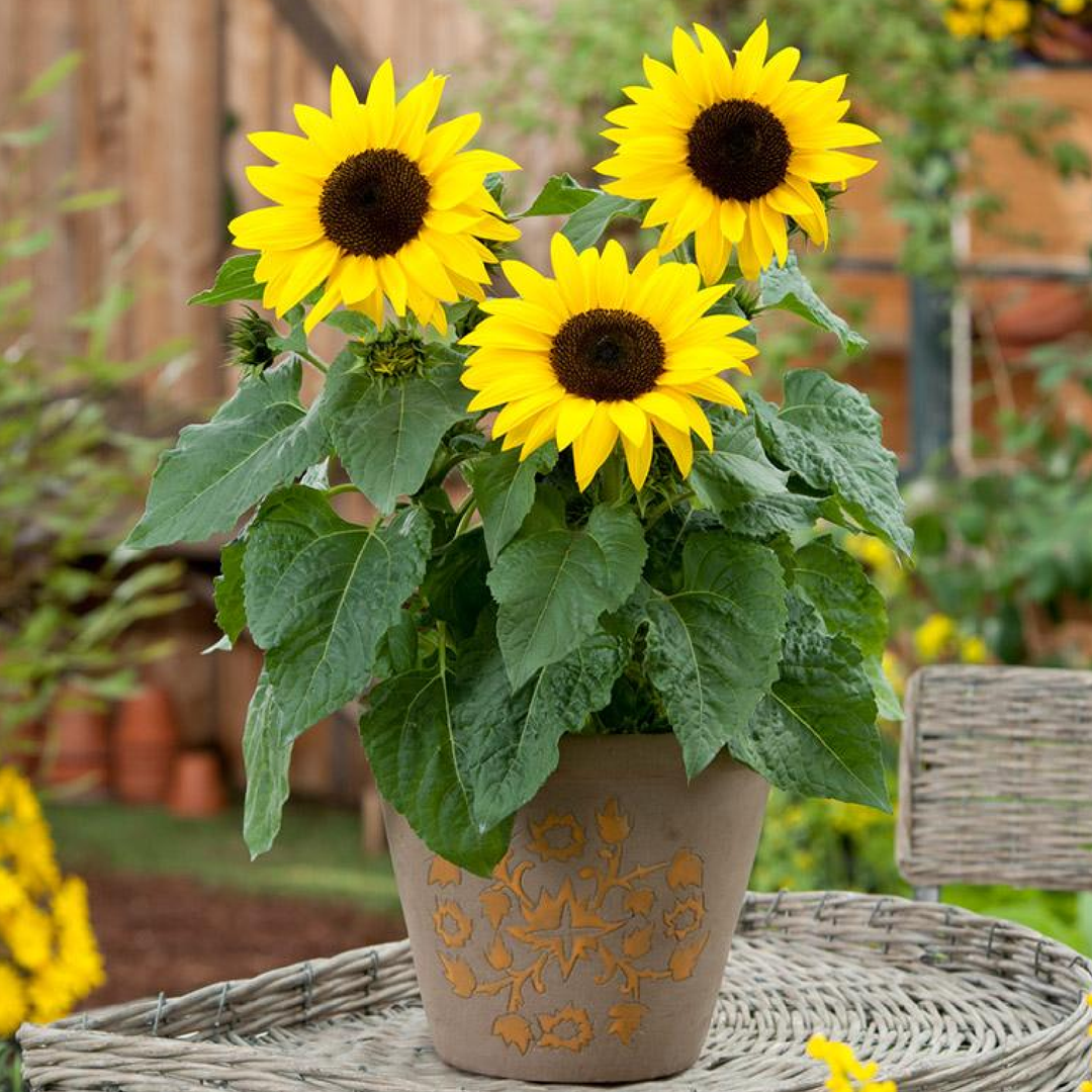 DWARF SUNFLOWER SEEDS<br> دوار الشمس القزمي