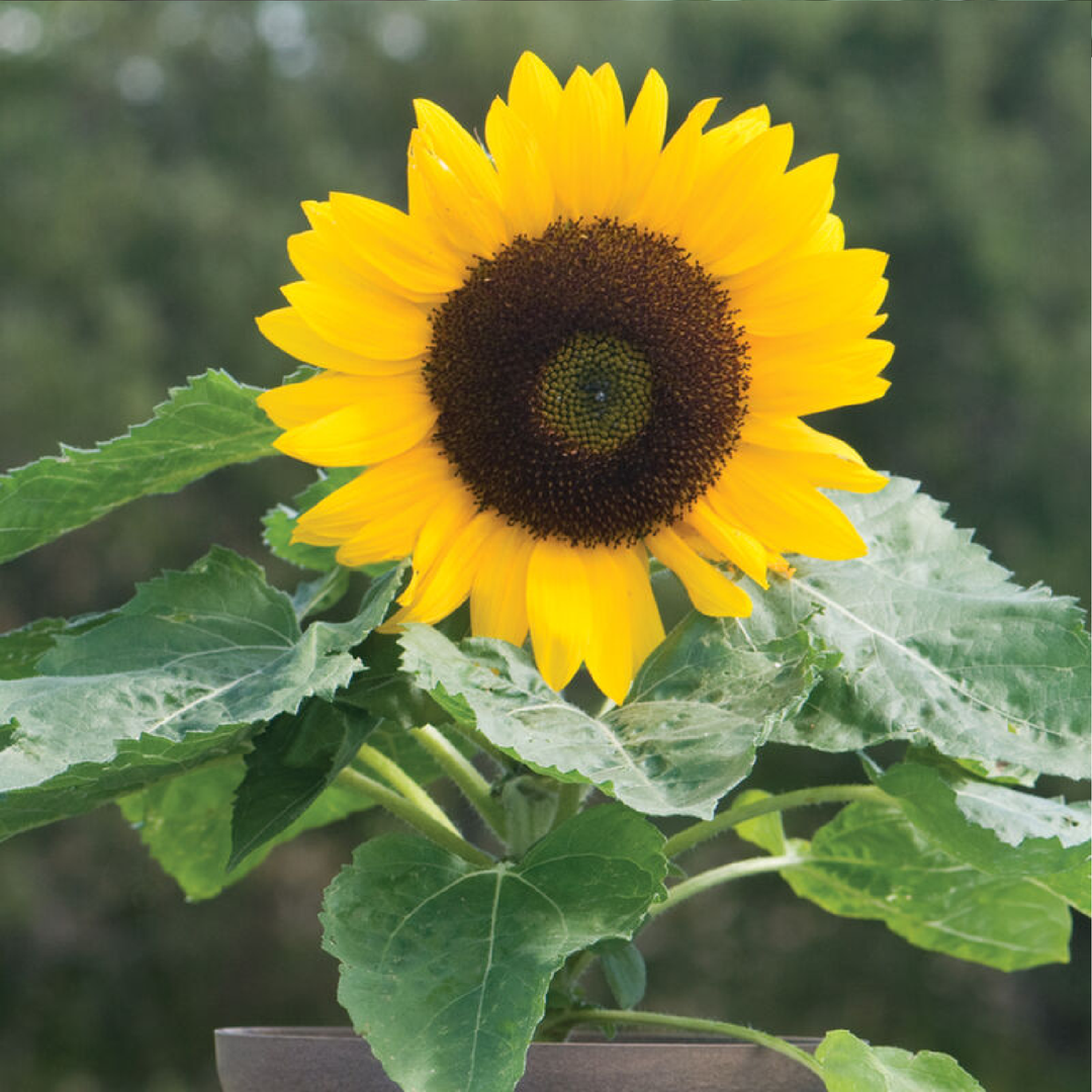 DWARF SUNFLOWER SEEDS<br> دوار الشمس القزمي