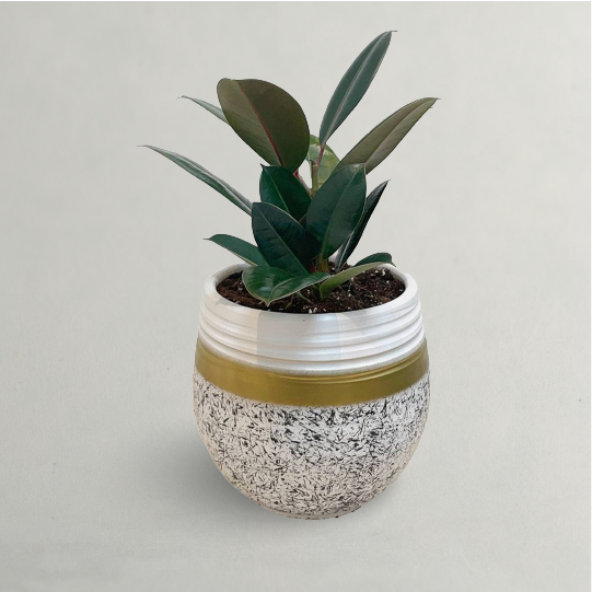 FICUS ELASTICA OR RUBBER FIG