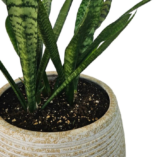 Indoor Potted Plant