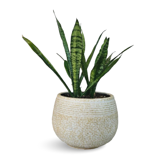 Low-maintenance Plant