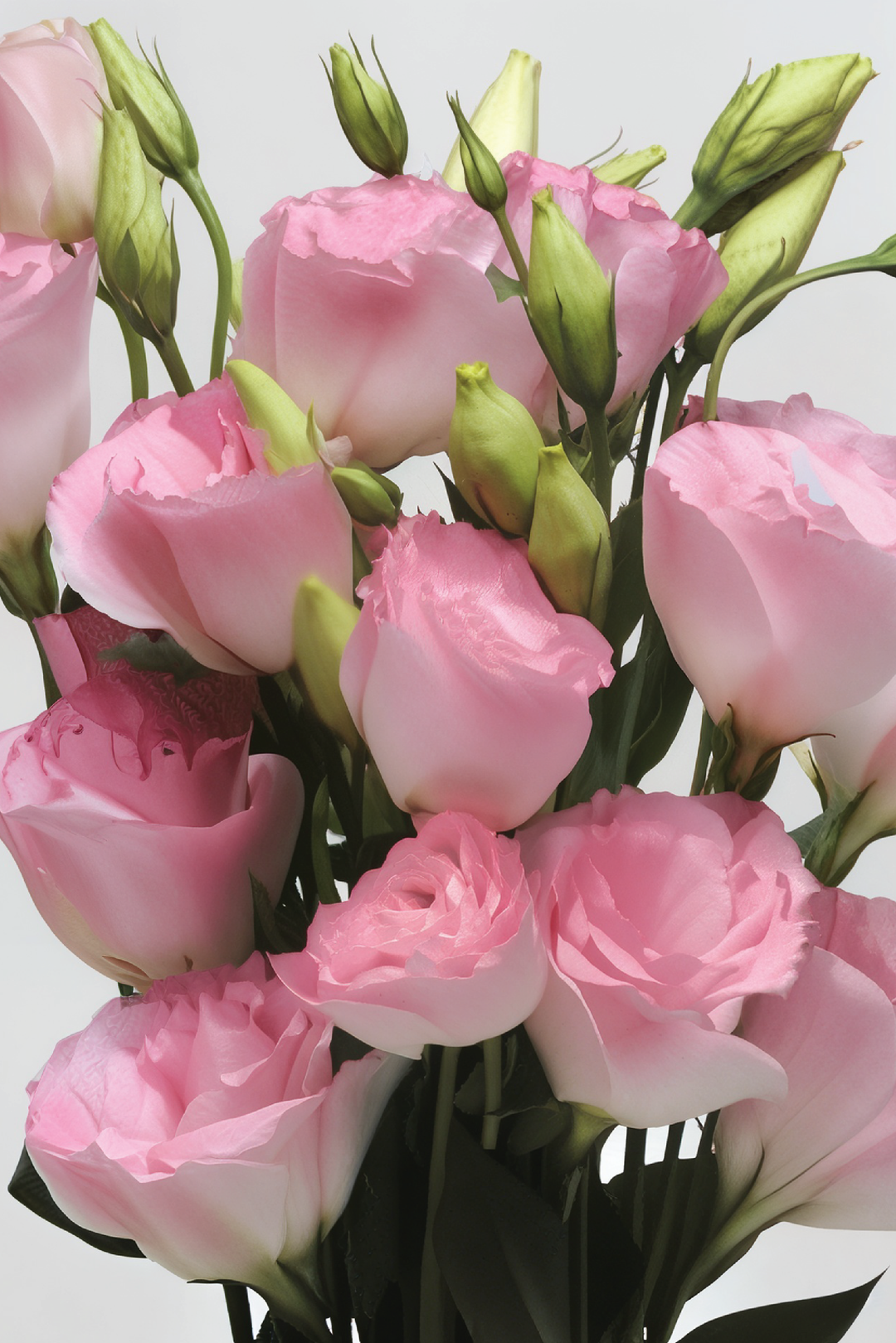 PINK SHADES EUSTOMA/LISIANTHUS SEEDS<br>بذور الأستوما / الليسيانثس بينك شيدز