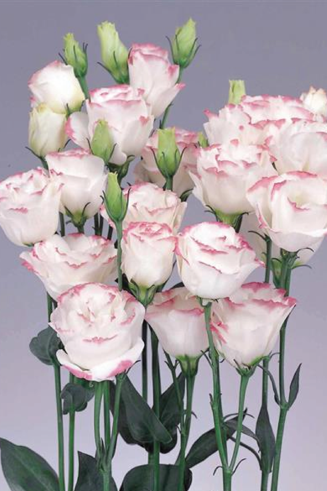 SNOW PINK EUSTOMA/LISIANTHUS SEEDS<br>بذور الأستوما / الليسيانثس سنو بينك