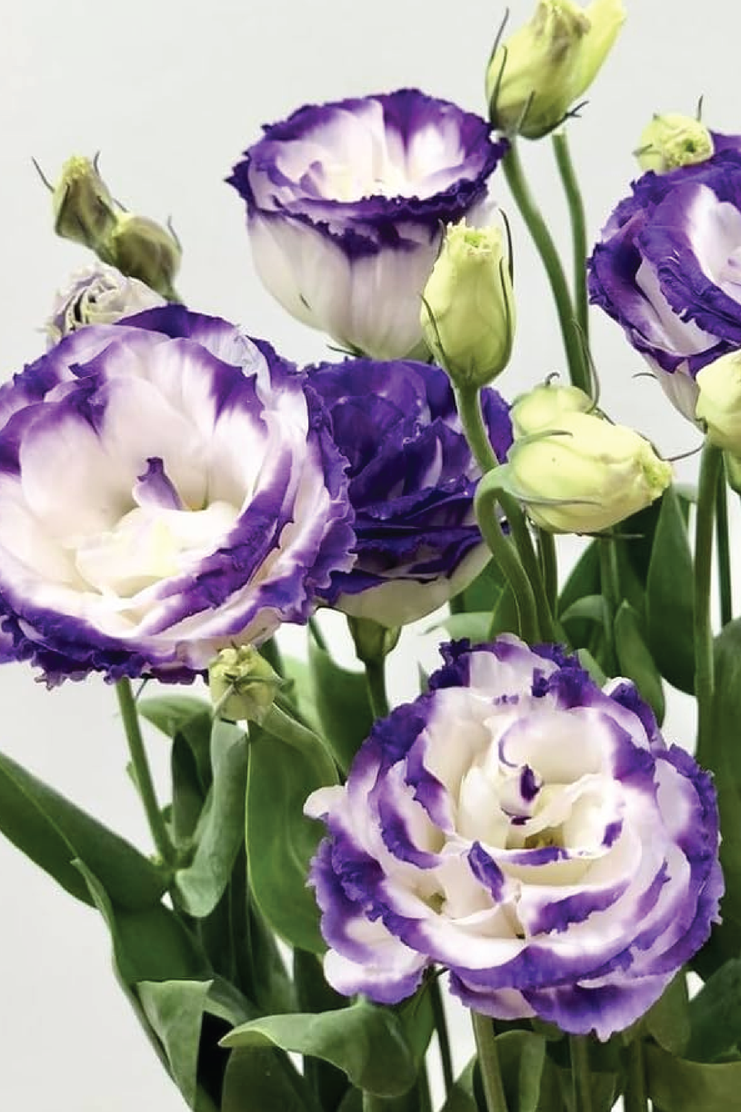 SNOW VIOLET EUSTOMA/LISIANTHUS SEEDS <br>بذور الأستوما / الليسيانثس فايوليت سنو