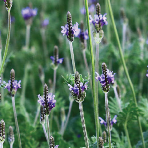 FERNLEAF LAVENDER SEEDLING <br>شتلة فيرنليف الخزامى