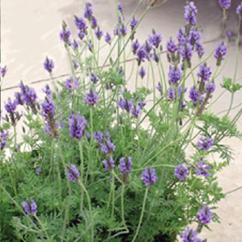 FERNLEAF LAVENDER SEEDLING <br>شتلة فيرنليف الخزامى