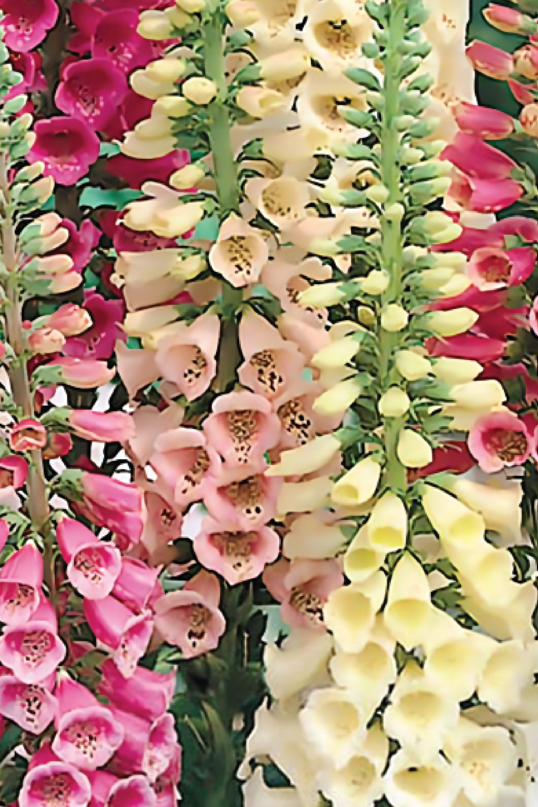 FOXGLOVE FOXY MIX SEEDS <br> بذور زهور قفاز الثعلب فوكسي مكس