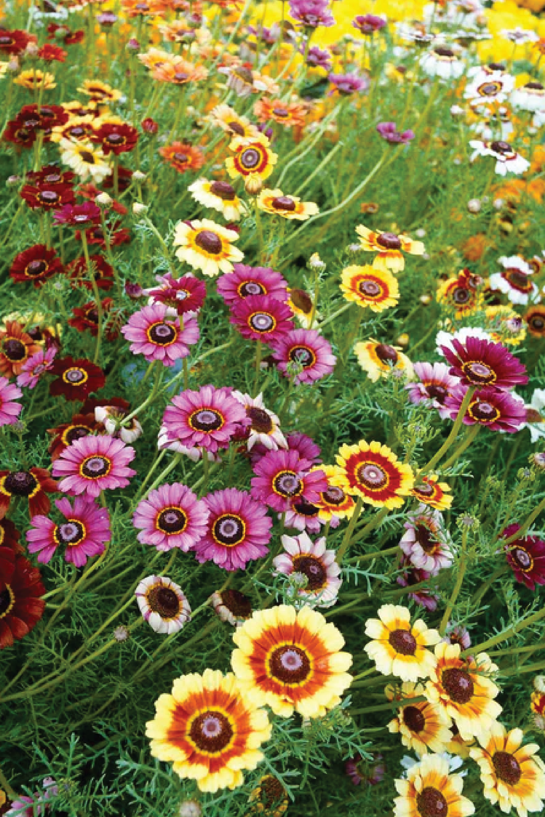 AFRICAN DAISY MIX SEEDS <br> بذور الأقحوان الأفريقي ميكس
